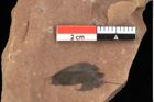 Foto (Detailansicht) von Pinus latoniae Ettingshausen (NHMW-GEO-2024-0188-0338)